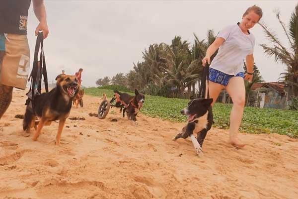 Perros de Animal SOS Sri Lanka paseando en la playa. 
